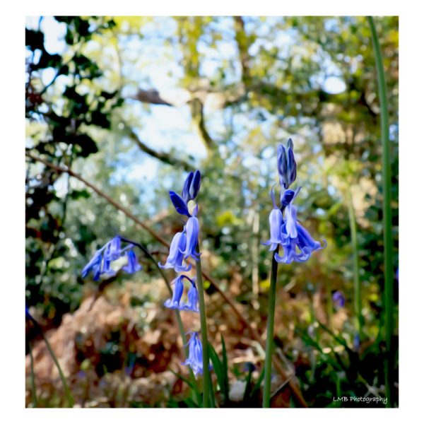 Bluebells final copy oilpainting