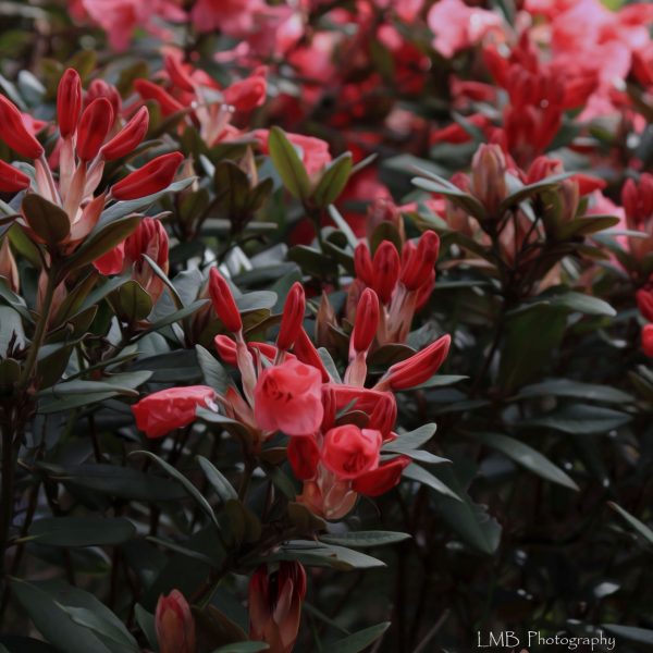 Lawrence House Garden oilpainting 2