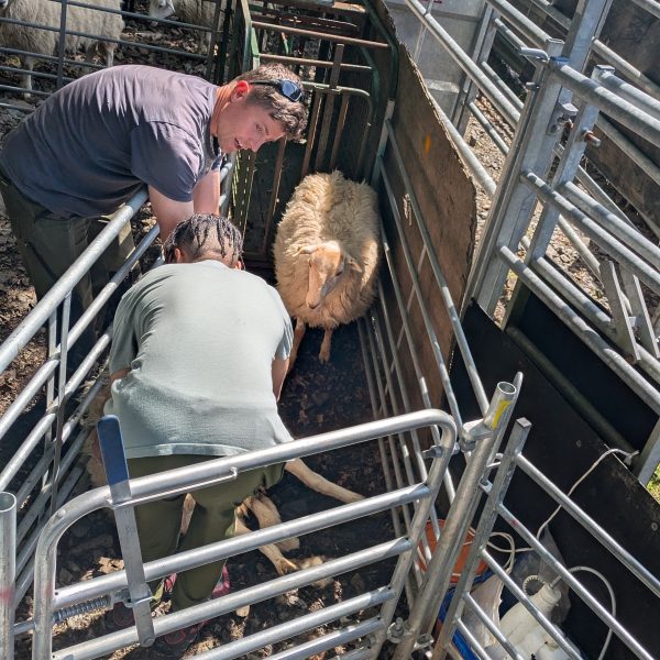 PXL 20250611 133243072.MP